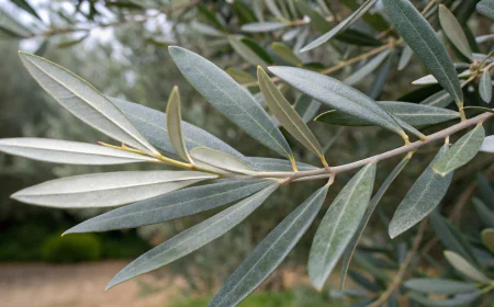 Olive leaf extract: A molecular shield against metabolic issues