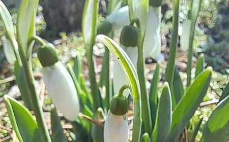 Weather forecast for Mykolaiv: Sunny intervals expected March 25