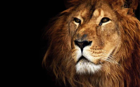 What does dreaming of a lion mean? Detailed Islamic guide